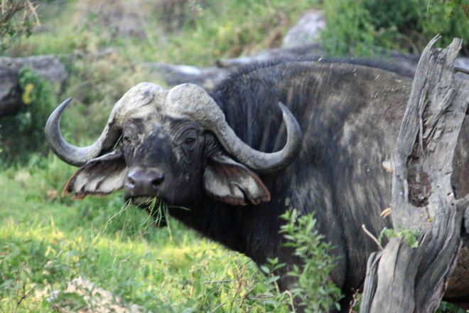 Cape Buffalo