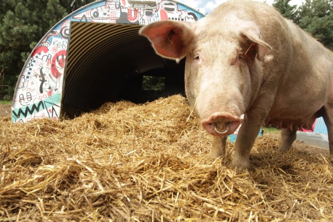 Dingley-Dell-Pig-Art-006