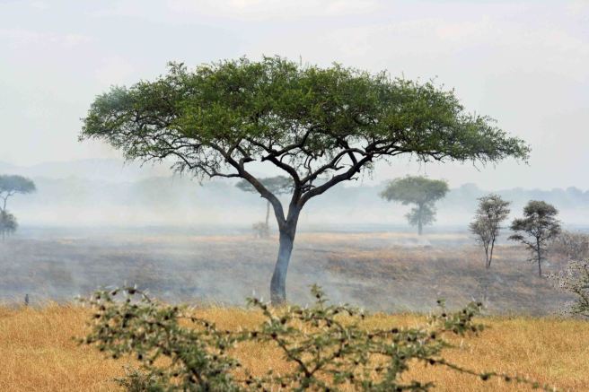 Grass fire on the Serengeti copy