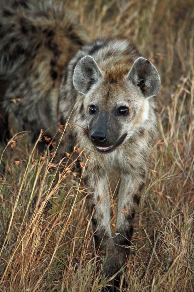 hyena