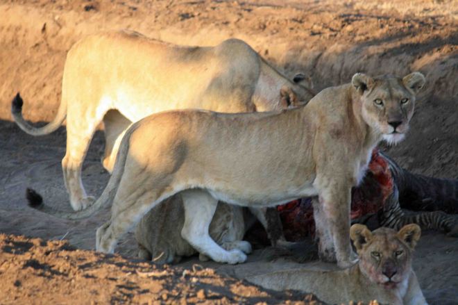 Zebra for Breakfast 1 copy