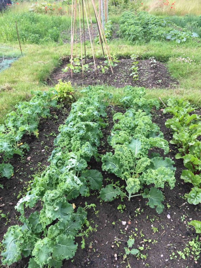 allotment