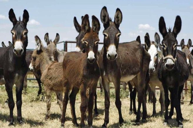 donkeys